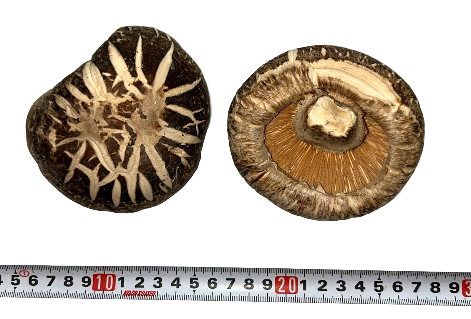 兩朵乾燥大花菇的正面及菌褶面，旁有實物捲尺作尺寸對照